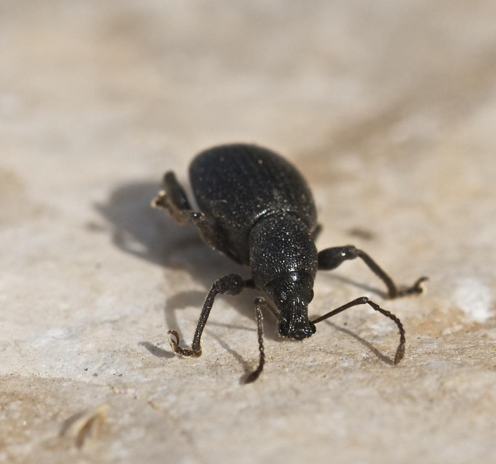 Otiorhynque méridional Otiorhynchus meridionalis Gyllenhal, 1834