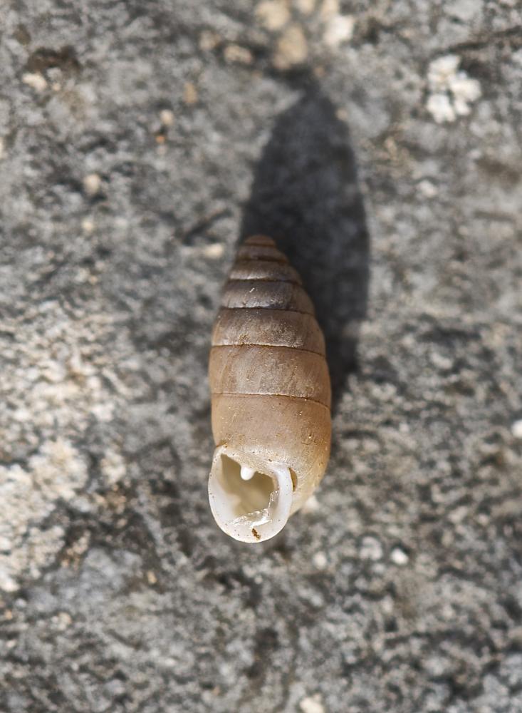 Bulime inverse Jaminia quadridens quadridens (O.F. Müller, 1774)
