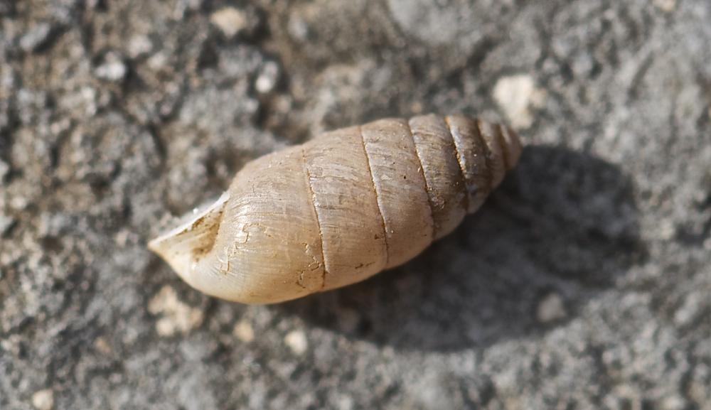 Bulime inverse Jaminia quadridens quadridens (O.F. Müller, 1774)