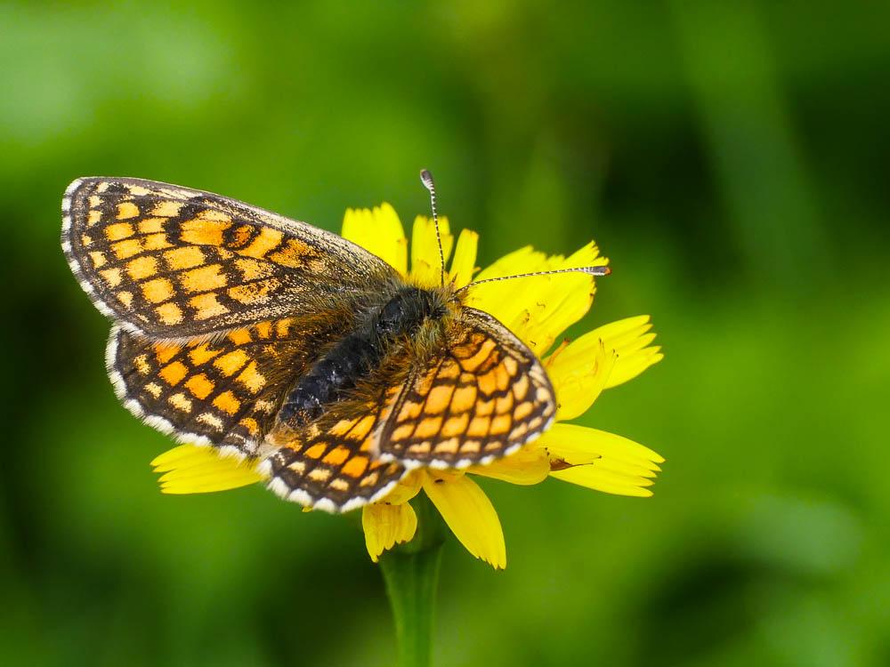 Mélitée de la Lancéole (La), Mélitée des Scabieuse Melitaea parthenoides Keferstein, 1851