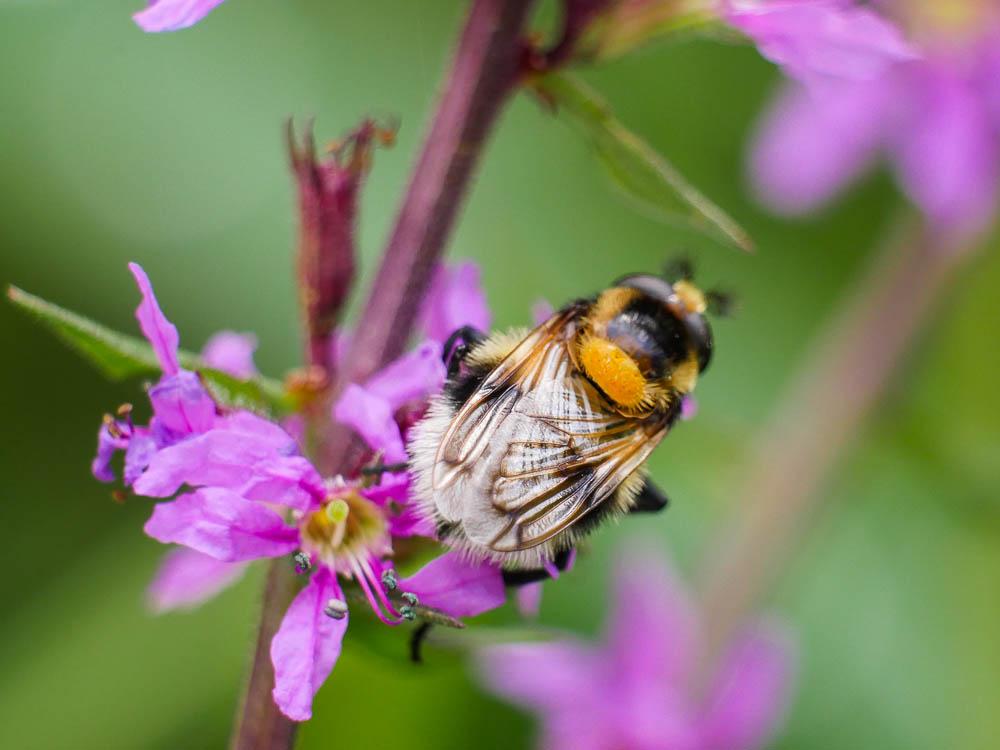  Volucella bombylans (Linnaeus, 1758)
