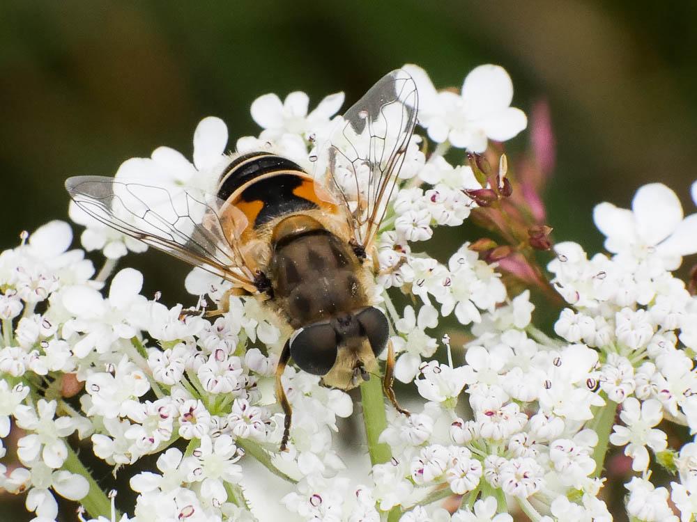  Eristalis arbustorum (Linnaeus, 1758)