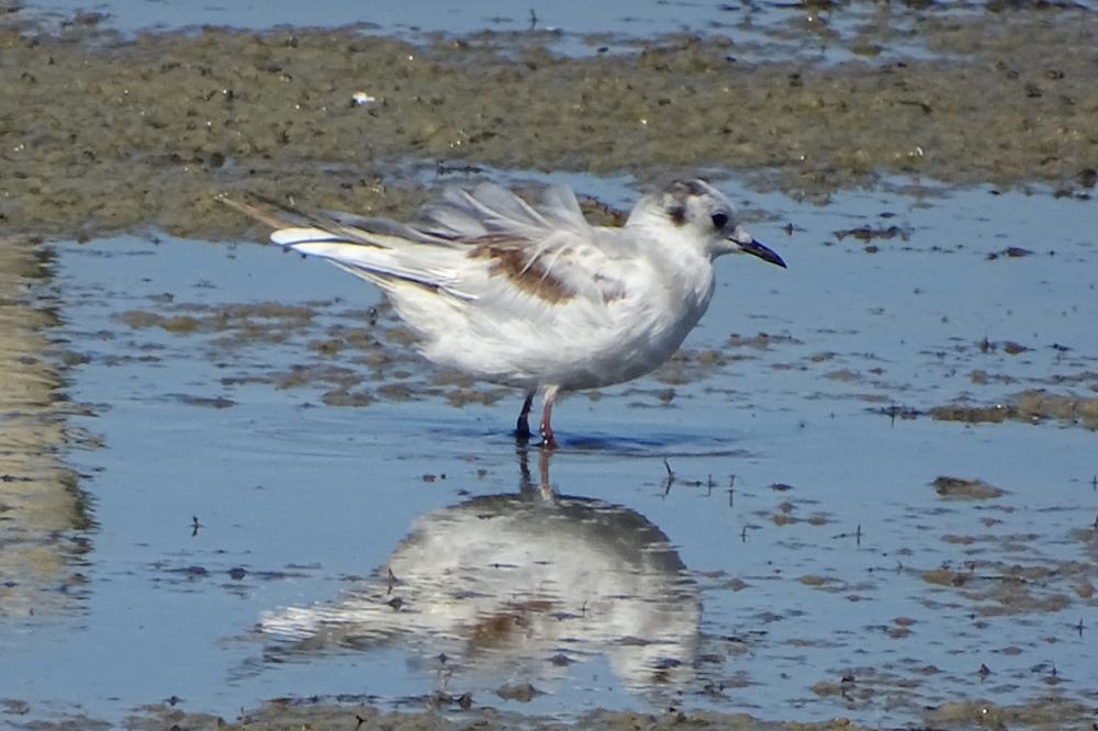 Mouette pygmée Hydrocoloeus minutus (Pallas, 1776)