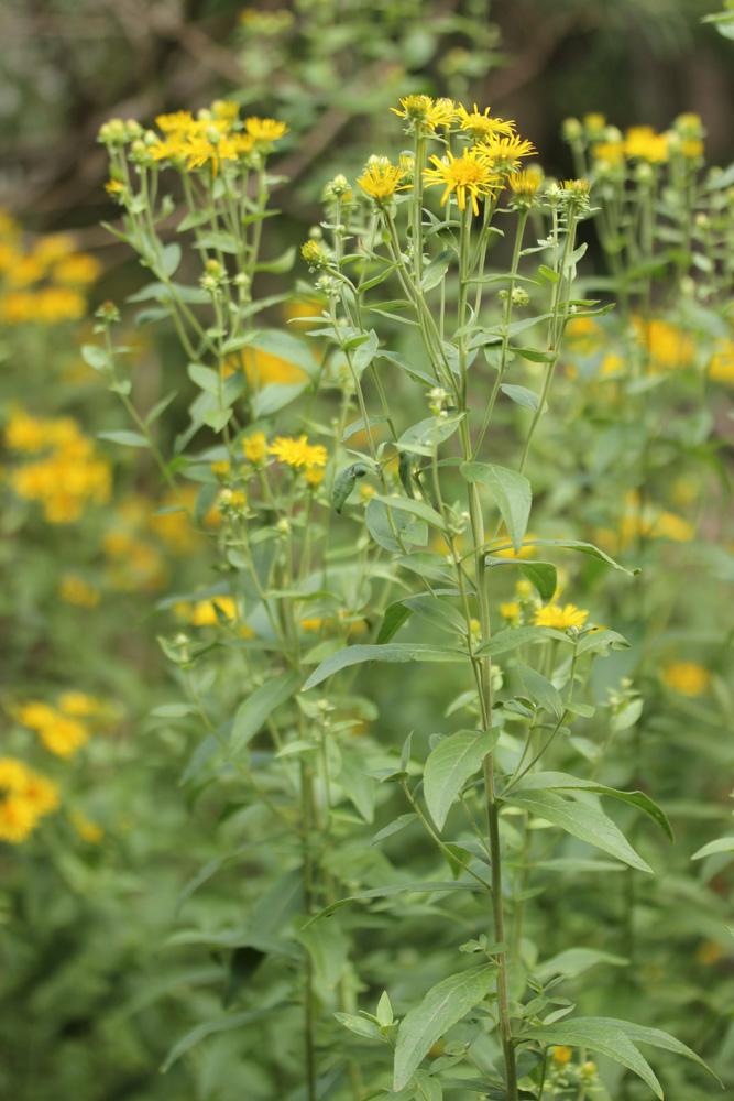 Inule de Vaillant, Inule de Suisse Inula helvetica Weber, 1784