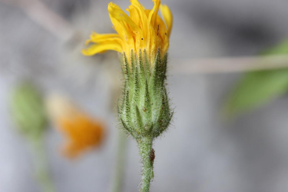 Épervière à feuilles de prénanthes, Épervière faux Hieracium prenanthoides Vill., 1779