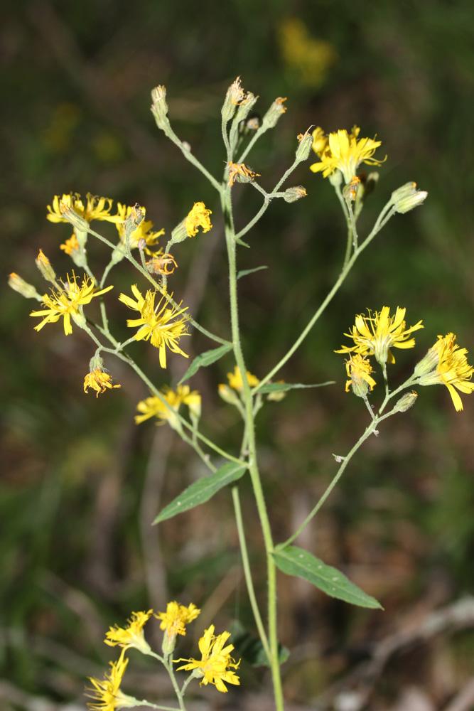 Épervière à feuilles de prénanthes, Épervière faux Hieracium prenanthoides Vill., 1779