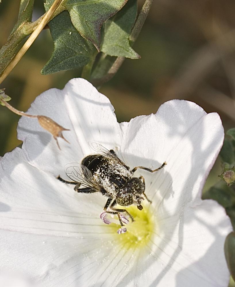 Eristalinus sepulchralis (Linnaeus, 1758)