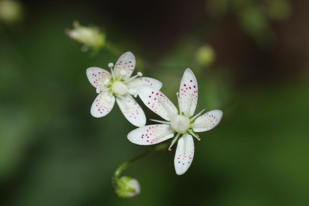 Saxifrage à feuilles rondes Saxifraga rotundifolia L., 1753