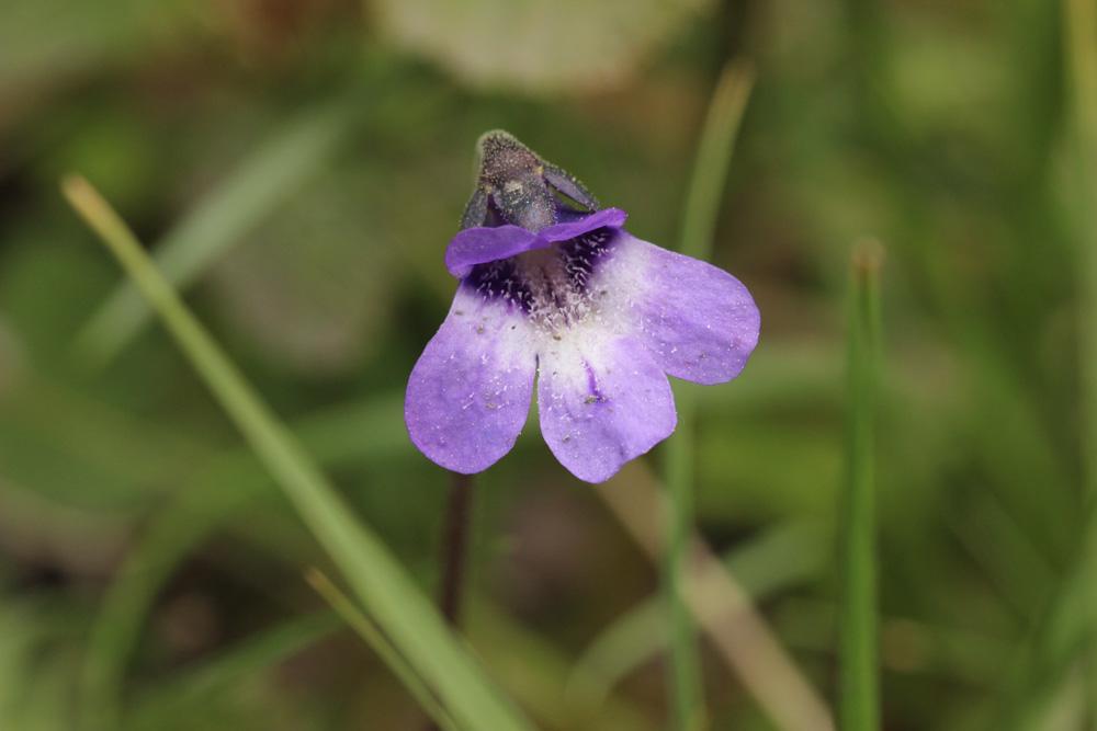 Grassette commune, Grassette vulgaire Pinguicula vulgaris L., 1753