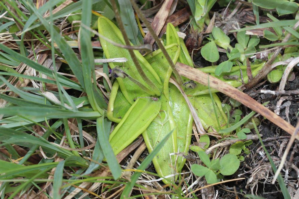 Grassette commune, Grassette vulgaire Pinguicula vulgaris L., 1753