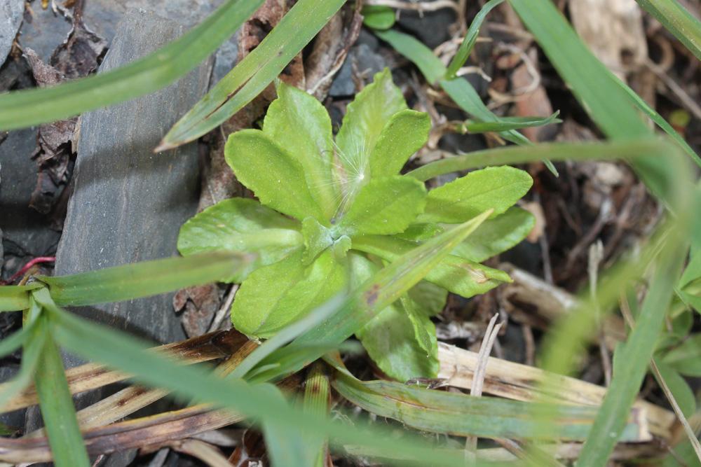 Primevère farineuse Primula farinosa L., 1753