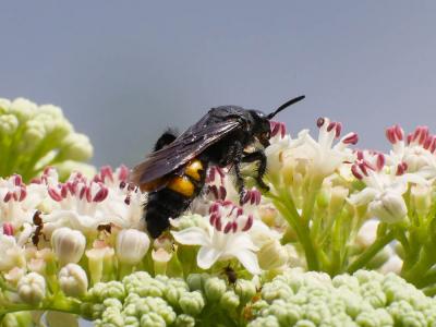  Scolia hirta hirta (Schrank, 1781)