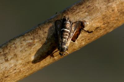  Chamaesphecia Spuler, 1910
