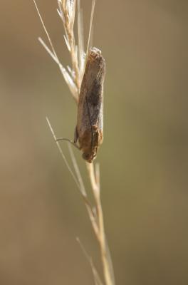  Pterothrixidia rufella (Duponchel, 1836)