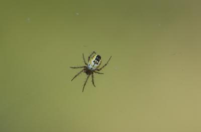 Mangore petite-bouteille Mangora acalypha (Walckenaer, 1802)
