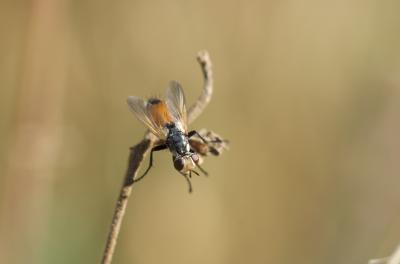  Cylindromyia rufifrons (Loew, 1844)