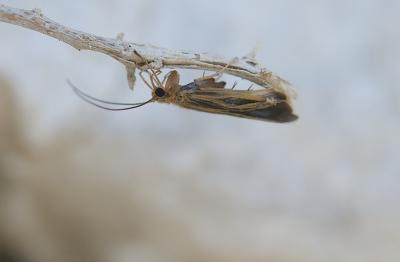  Chimarra marginata (Linnaeus, 1767)