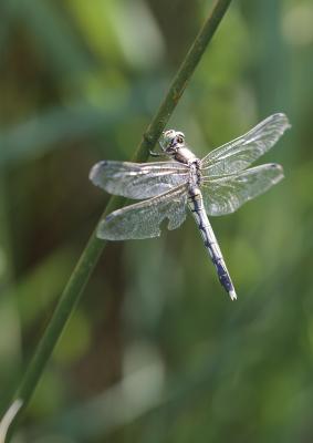 Orthétrum à stylets blancs (L') Orthetrum albistylum (Selys, 1848)