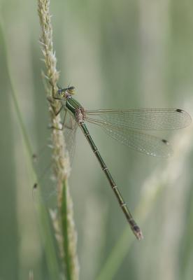 Leste sauvage Lestes barbarus (Fabricius, 1798)