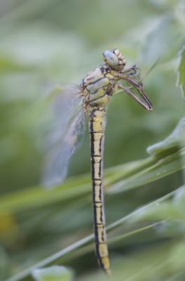 Gomphe joli (Le) Gomphus pulchellus Selys, 1840
