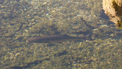 Chevaine Squalius cephalus (Linnaeus, 1758)