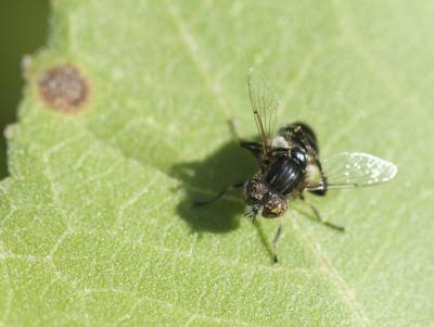  Eristalinus sepulchralis (Linnaeus, 1758)