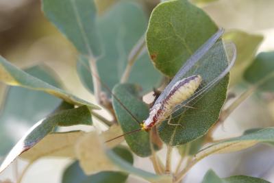  Italochrysa italica (Rossi, 1790)