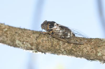 Cigale plébéienne (La), Grande Cigale commune (la) Lyristes plebejus (Scopoli, 1763)