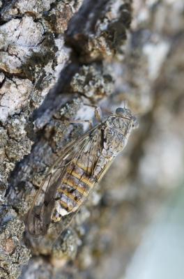 Cigale grise (la), Cigale de l'orne (la), Cigale p Cicada orni Linnaeus, 1758