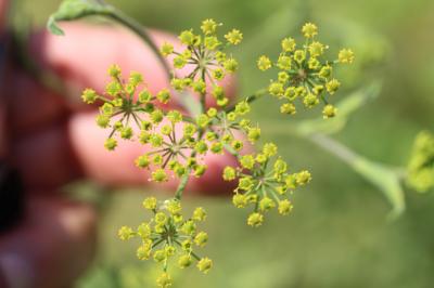 Panais brûlant Pastinaca sativa subsp. urens (Req. ex Godr.) Celak., 1875