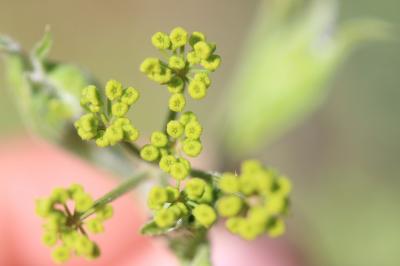 Panais brûlant Pastinaca sativa subsp. urens (Req. ex Godr.) Celak., 1875