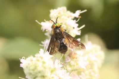  Chrysops caecutiens (Linnaeus, 1758)