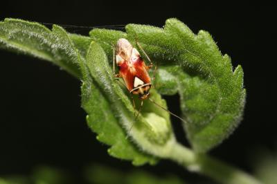  Lygus pratensis (Linnaeus, 1758)