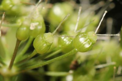 Grand boucage Pimpinella major (L.) Huds., 1762