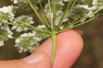 Grand boucage Pimpinella major (L.) Huds., 1762