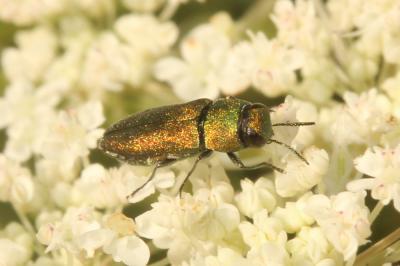  Anthaxia millefolii polychloros Abeille de Perrin, 1894