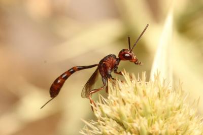  Gasteruption hastator (Fabricius, 1804)