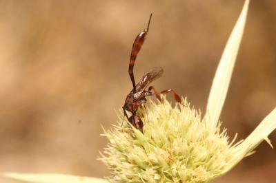  Gasteruption hastator (Fabricius, 1804)