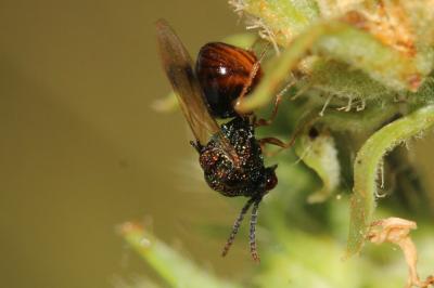  Stilbula cyniformis (Rossi, 1792)