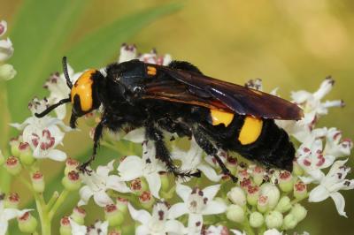  Megascolia maculata flavifrons (Fabricius, 1775)