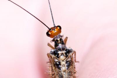  Nothochrysa fulviceps (Stephens, 1836)