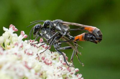  Hoplammophila armata (Illiger, 1807)