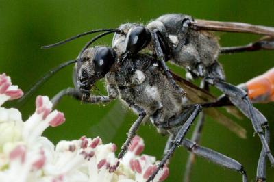  Hoplammophila armata (Illiger, 1807)
