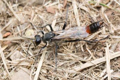  Hoplammophila armata (Illiger, 1807)