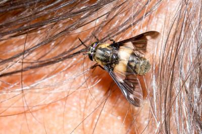  Chrysops caecutiens (Linnaeus, 1758)