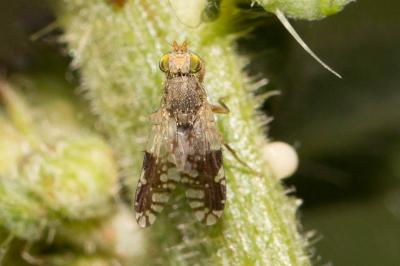  Tephritis separata Rondani, 1871