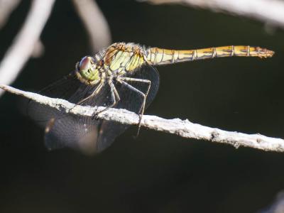 Sympétrum fascié (Le) Sympetrum striolatum (Charpentier, 1840)