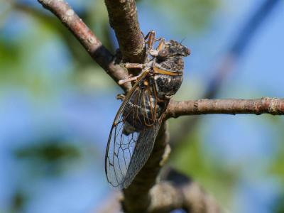 Cigale plébéienne (La), Grande Cigale commune (la) Lyristes plebejus (Scopoli, 1763)