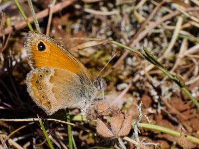 Fadet commun (Le), Procris (Le), Petit Papillon de Coenonympha pamphilus (Linnaeus, 1758)