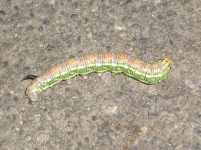  Sphinx pinastri Linnaeus, 1758